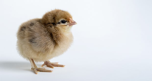 Bruderhahn-Aufzucht goes Gastronomie (Quelle: Stock Holm/Colourbox.de)
