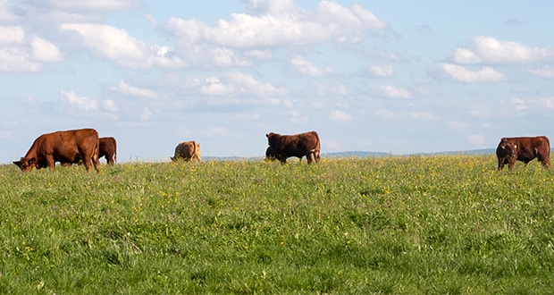 Bord Bia hat mit dem Grass Fed Standard einen Standard für Rinder/Rindfleisch eingeführt, der die ausschließliche Weidehaltung der Tiere zertifiziert.