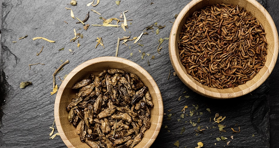 Die EU hat zum 24. Januar 2023 neue Sorten an Speiseinsekten zugelassen. (Quelle: VZ NRW/adpic)