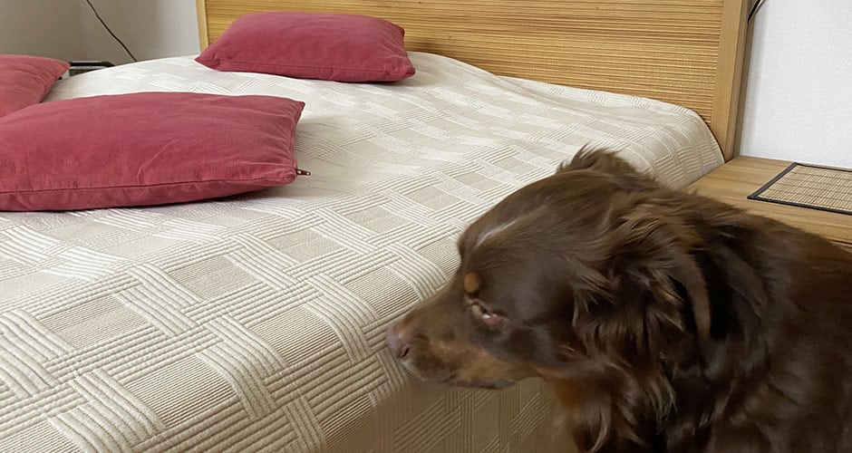 Bettwanzen im Hotel? Speziell ausgebildete Spürhunde erschnüffeln sogar einzelne Schädlinge. Mehr dazu im Interview mit Kerstin Prosch. (Quelle: Kerstin Prosch)