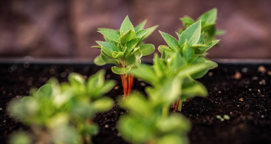 Zum Tag der nachhaltigen Gastronomie 2023: Beispiele, wie Gastronomie und Hotellerie nachhaltiger agieren können.