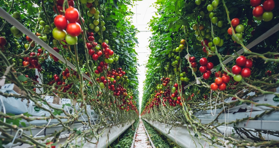 Food-Trend-Forscherin Hanni Rützler analysiert in ihrem neuen Food Report 2024 die aktuelle Lage sowie Zukunftsaussichten für die Bio-Branche.