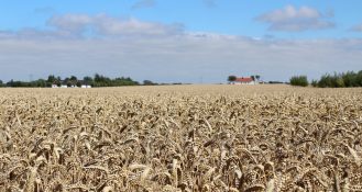 Verantwortung für Mensch und Umwelt – so füllt Lantmännen Unibake seine Nachhaltigkeitsstrategie mit Leben.